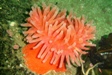 anemone.jpg